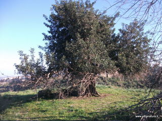 tapiccola-13-01-2013 09-27-21